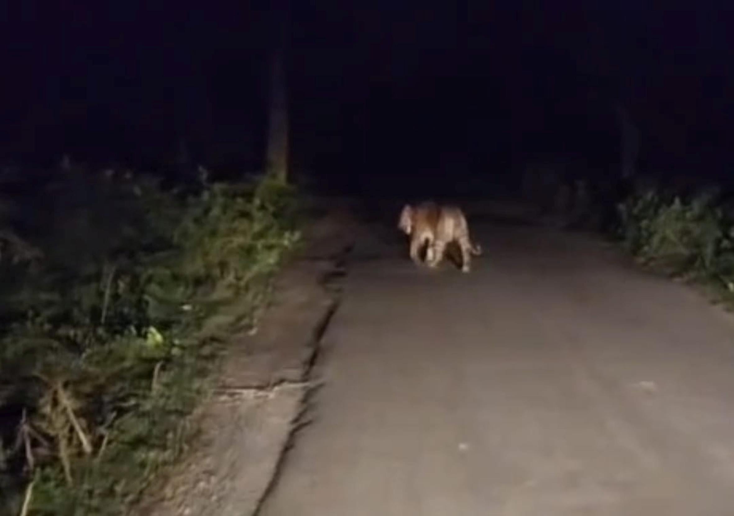 बिछिया में रेलवे क्रासिंग के पास बारिश के दौरान गिरा पेड़। 