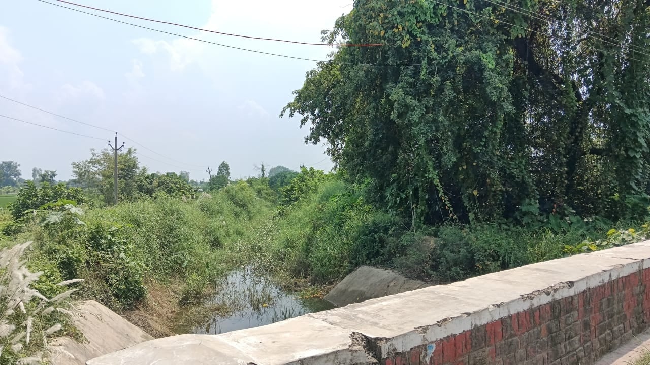 नहर में उगी झाड़ियां। संवाद