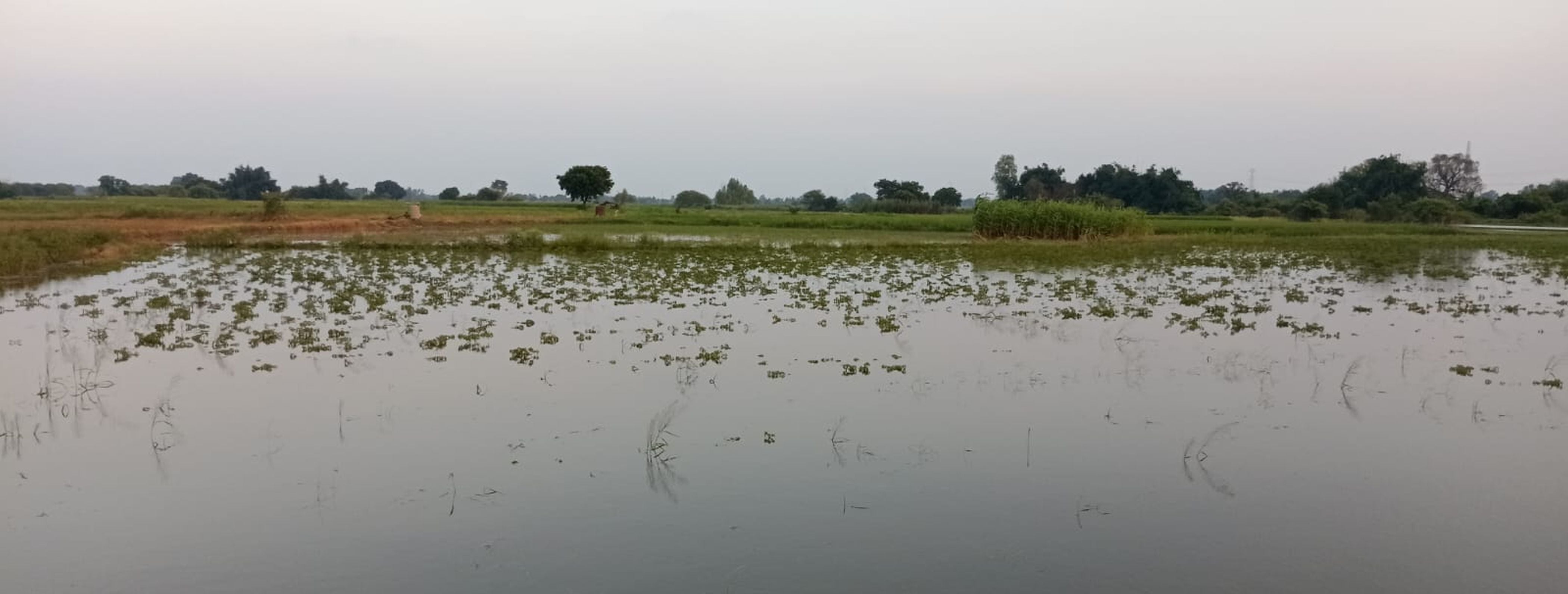 फोटो-39-सदनहा गांव के खेतों में अभी भी भरा पानी। संवाद फोटो-39-सदनहा गांव के खेतों में अभी भी भरा पानी। संवाद