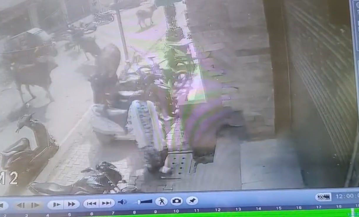 सांड के हमले में घायल महिला हरजीत कौर सांड के हमले में घायल महिला हरजीत कौर