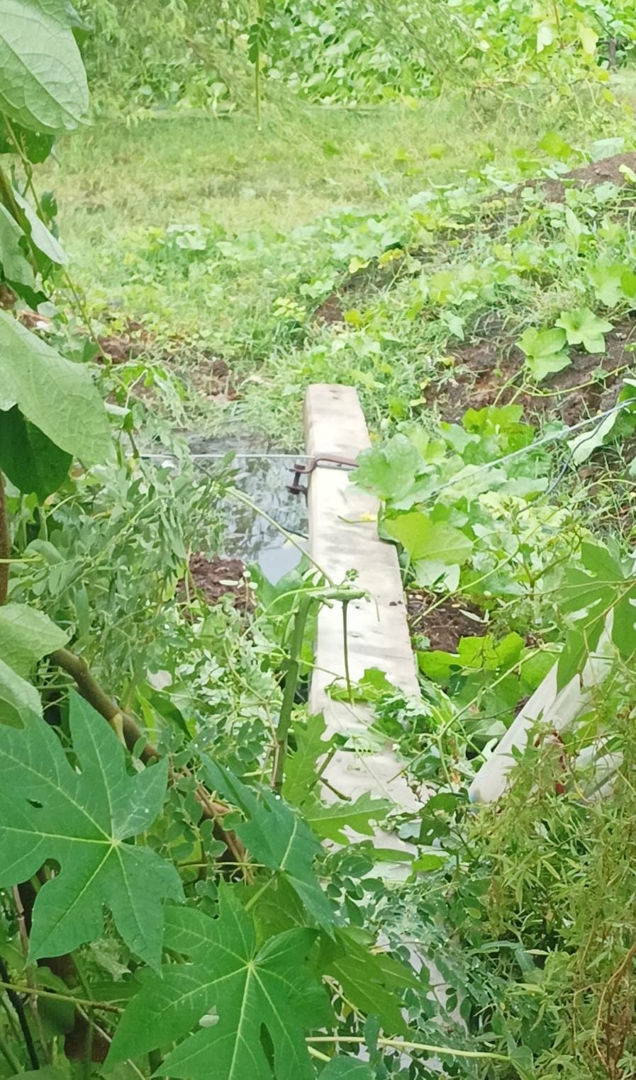 आंधी से टूटे खंभे और तार। आंधी से टूटे खंभे और तार।