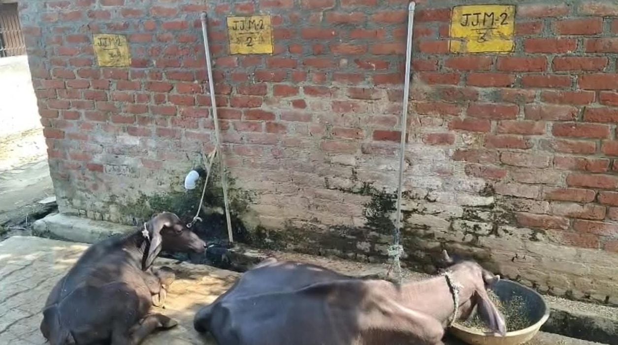 फोटो50 सिढ़पुरा की ग्राम पंचायत सुनहरा में जल जीवन मिशन के तहत बनाए गए भवन के पास उगी झाड़ियां। फोटो50 सिढ़पुरा की ग्राम पंचायत सुनहरा में जल जीवन मिशन के तहत बनाए गए भवन के पास उगी झाड़ियां।