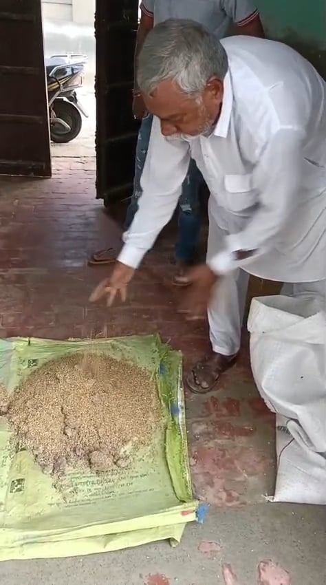 गांव नुरकीअहली के राशन डिपू पर पहुंचा खराब गेहूं। स्रोत पाठक गांव नुरकीअहली के राशन डिपू पर पहुंचा खराब गेहूं। स्रोत पाठक