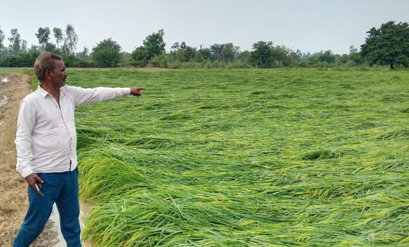 दातागंज में पेड़ गिरने से दबी बरेली के ठेकेदार की कार। संवाद दातागंज में पेड़ गिरने से दबी बरेली के ठेकेदार की कार। संवाद