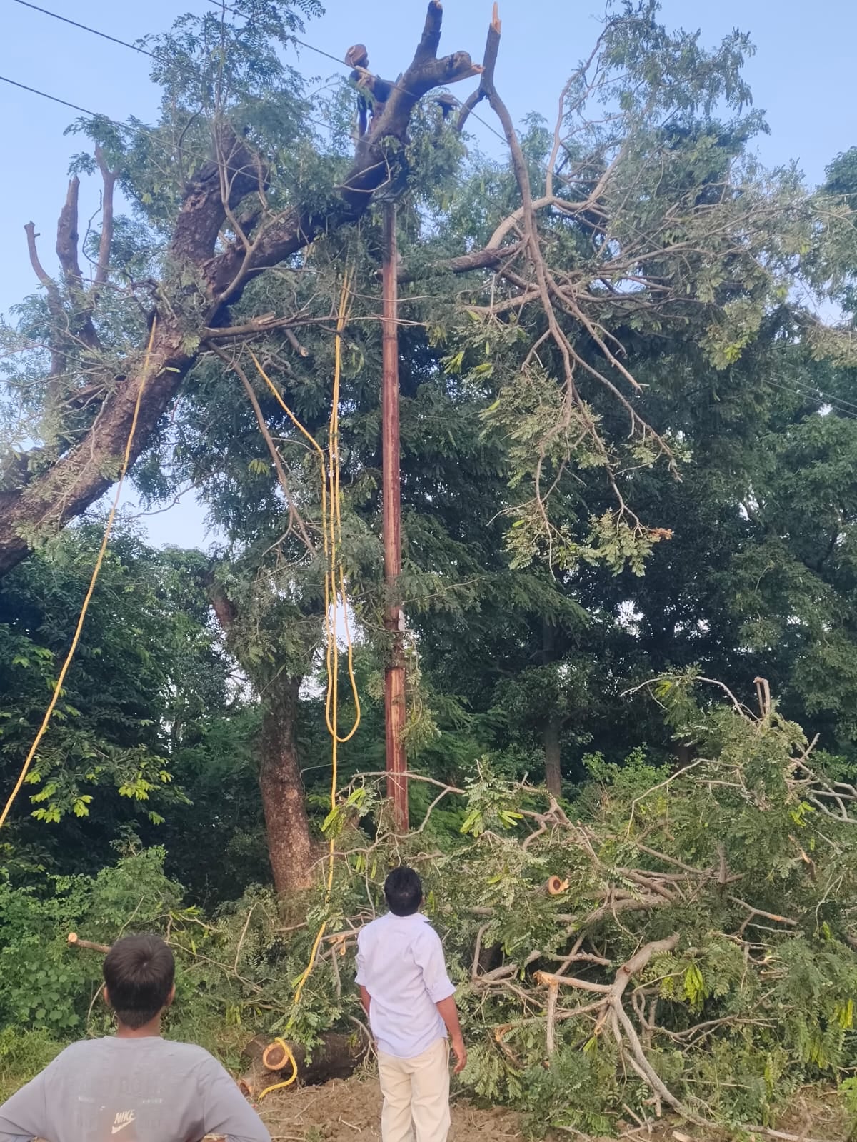 दातागंज में पेड़ गिरने से दबी बरेली के ठेकेदार की कार। संवाद दातागंज में पेड़ गिरने से दबी बरेली के ठेकेदार की कार। संवाद