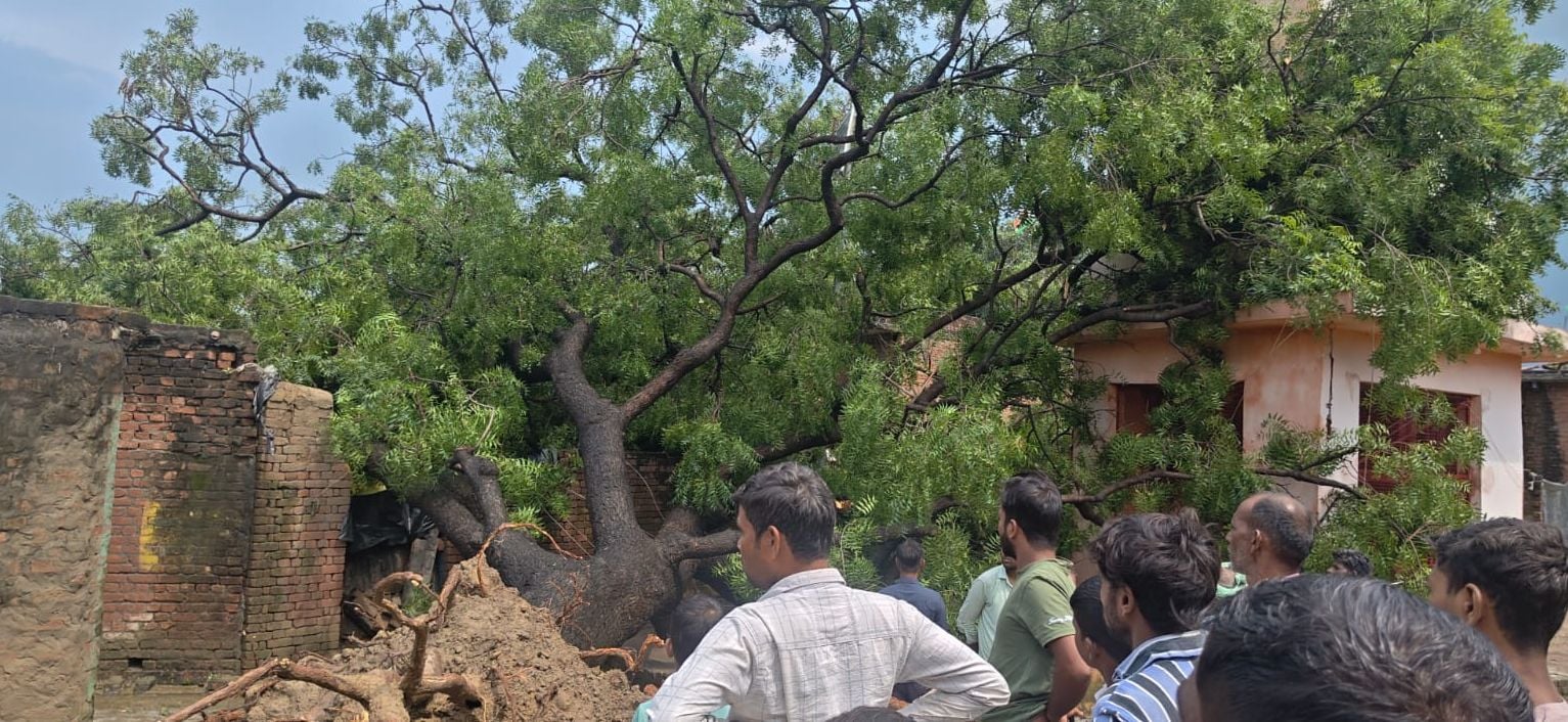 दातागंज में पेड़ गिरने से दबी बरेली के ठेकेदार की कार। संवाद दातागंज में पेड़ गिरने से दबी बरेली के ठेकेदार की कार। संवाद