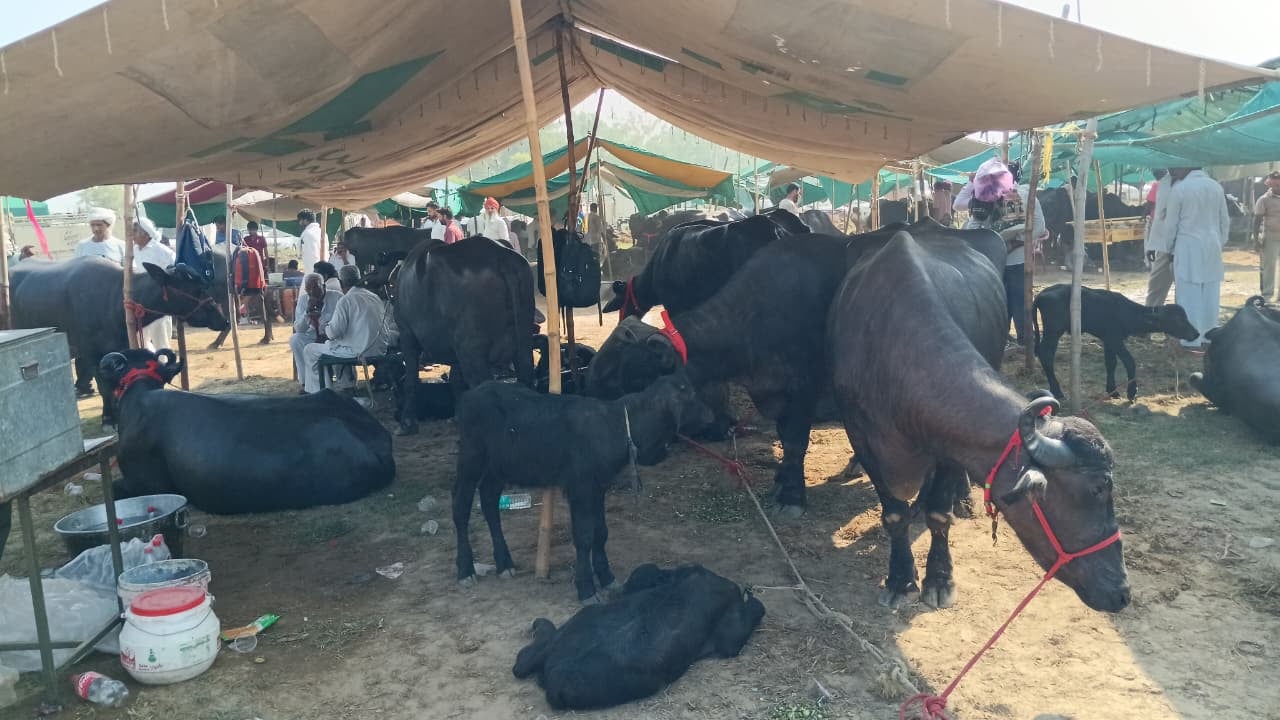 अयाल्की पशु मेले में बिक्री के लिए पहुंचे पशु। संवाद अयाल्की पशु मेले में बिक्री के लिए पहुंचे पशु। संवाद