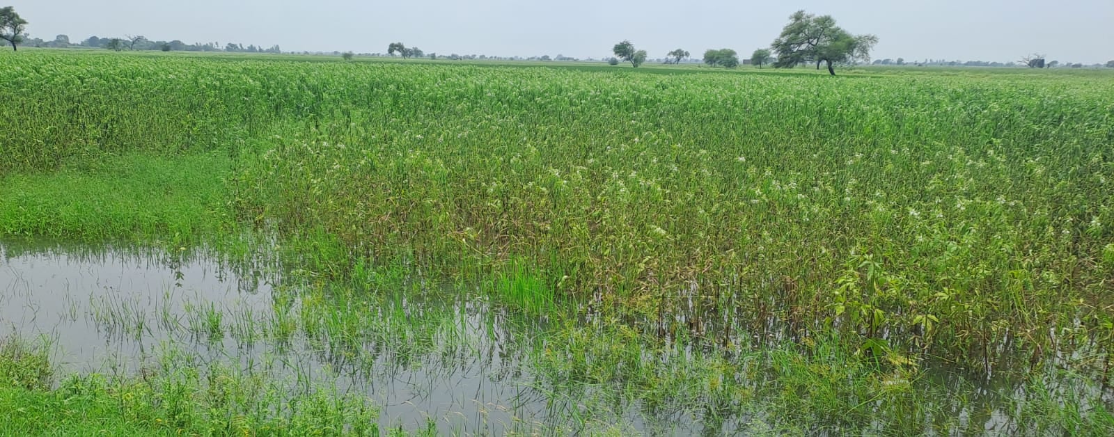 फोटो - 07 कालपी में बारिश के बाद मोहल्लों में भरा पानी। संवाद