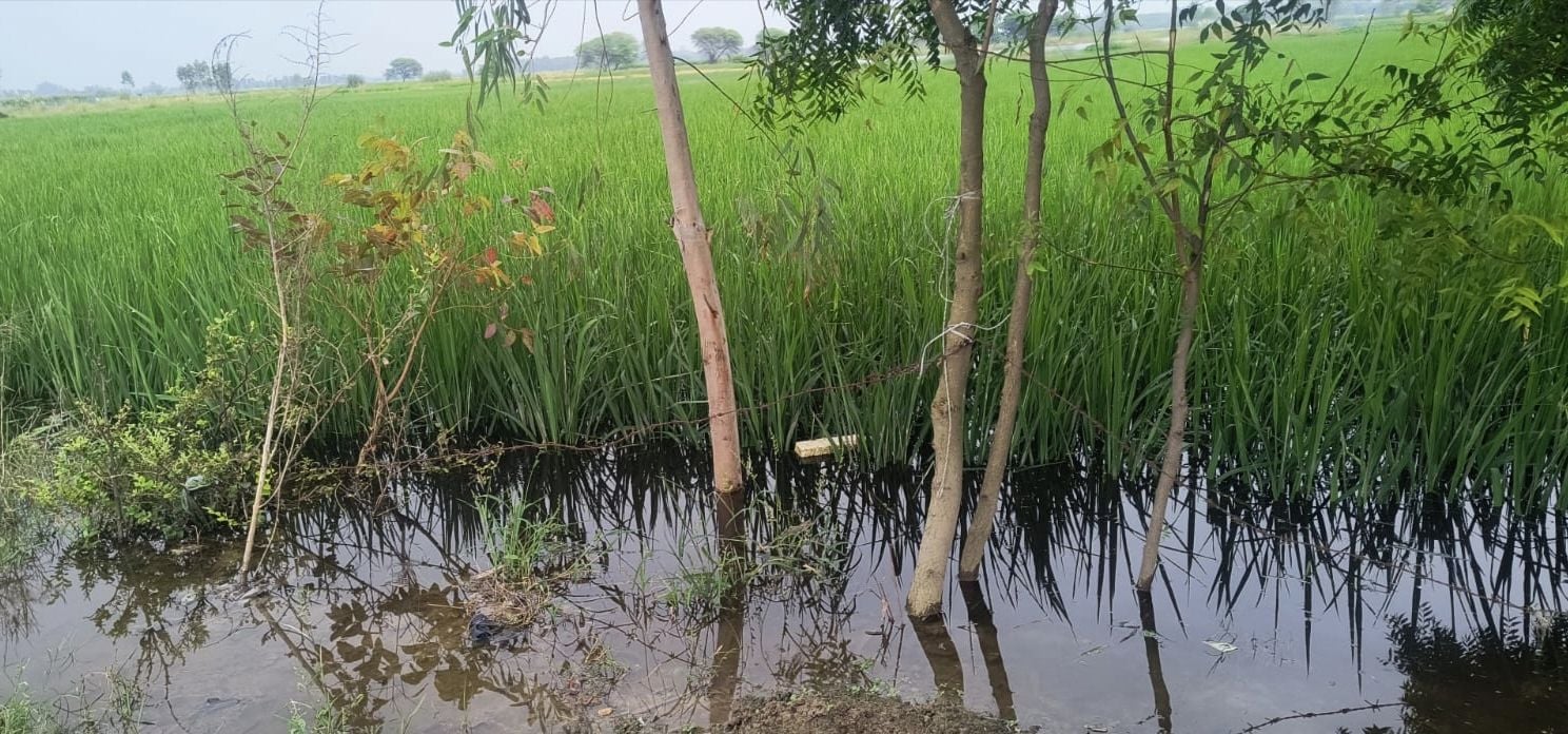 सदर तहसील के मानाबंगला में बाढ़ के पानी में डूबी फसल। संवाद सदर तहसील के मानाबंगला में बाढ़ के पानी में डूबी फसल। संवाद