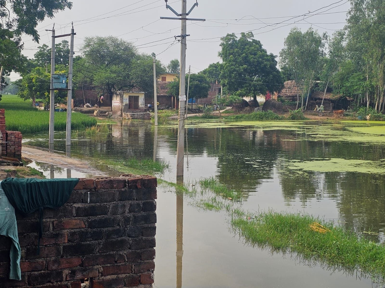 सदर तहसील के मानाबंगला में बाढ़ के पानी में डूबी फसल। संवाद सदर तहसील के मानाबंगला में बाढ़ के पानी में डूबी फसल। संवाद