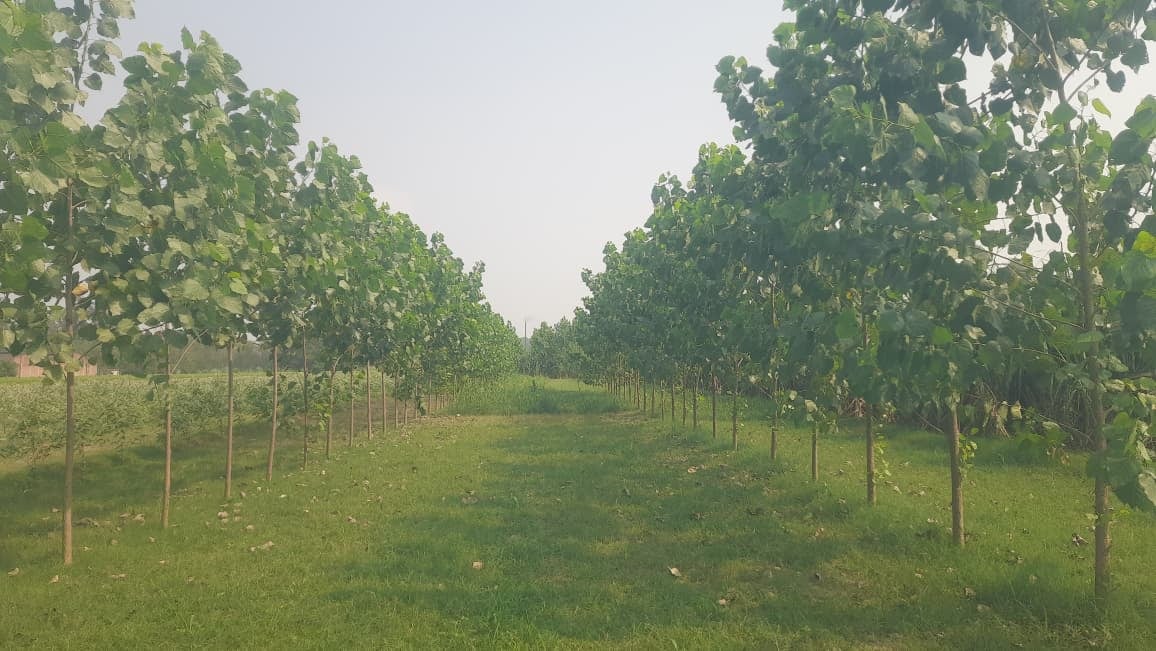 गन्ने के खेत में लगाए गए पॉपुलर के पेड़। संवाद गन्ने के खेत में लगाए गए पॉपुलर के पेड़। संवाद