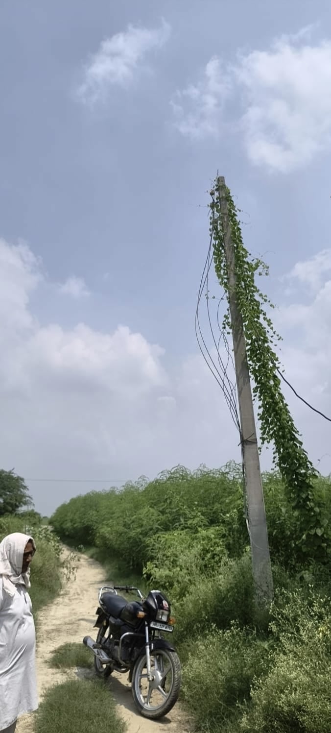 बॉटम की फोटो