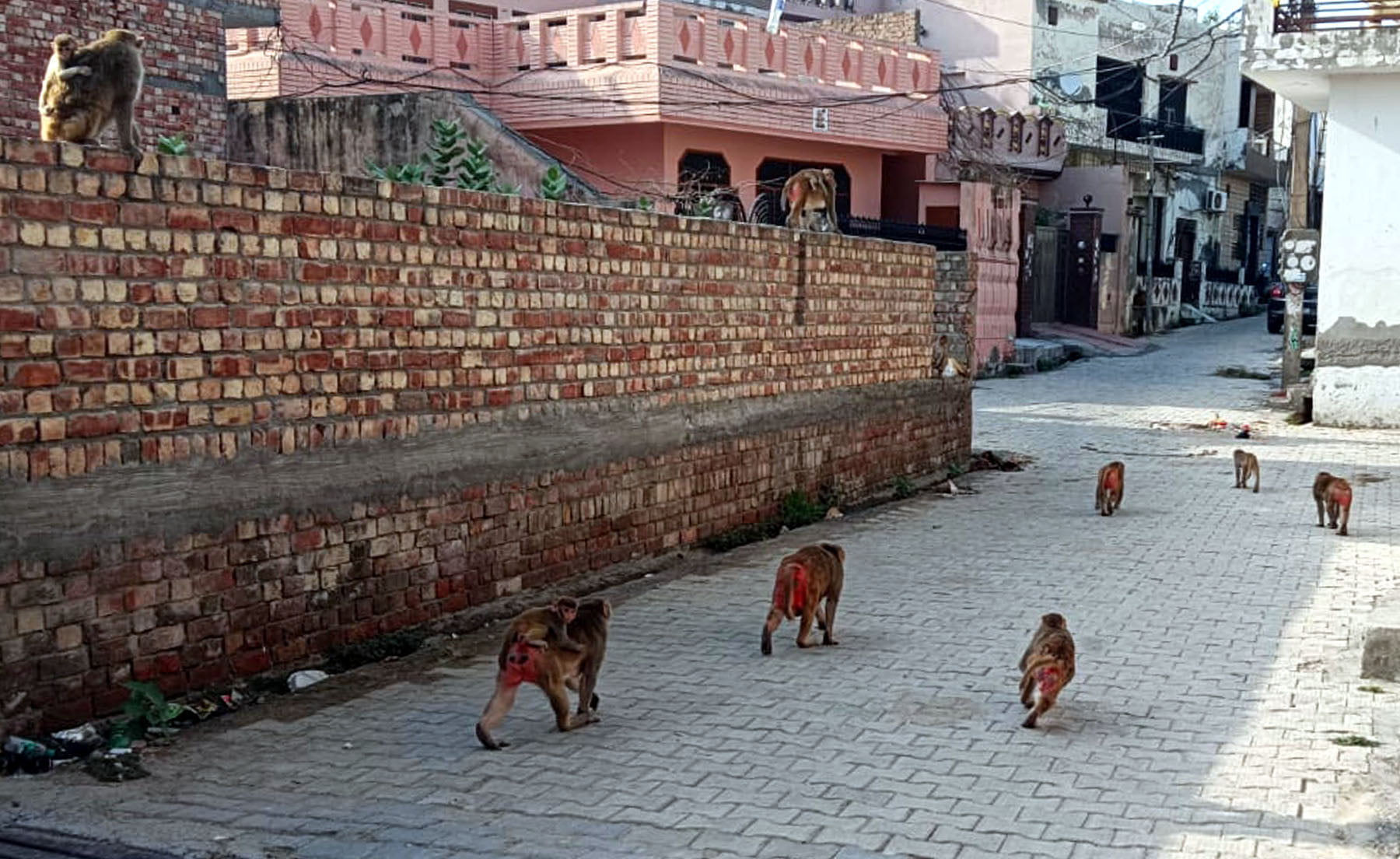 कपिल मुनि मंदिर के आसपास बंदरों का भारी जमावड़ा। संवाद कपिल मुनि मंदिर के आसपास बंदरों का भारी जमावड़ा। संवाद