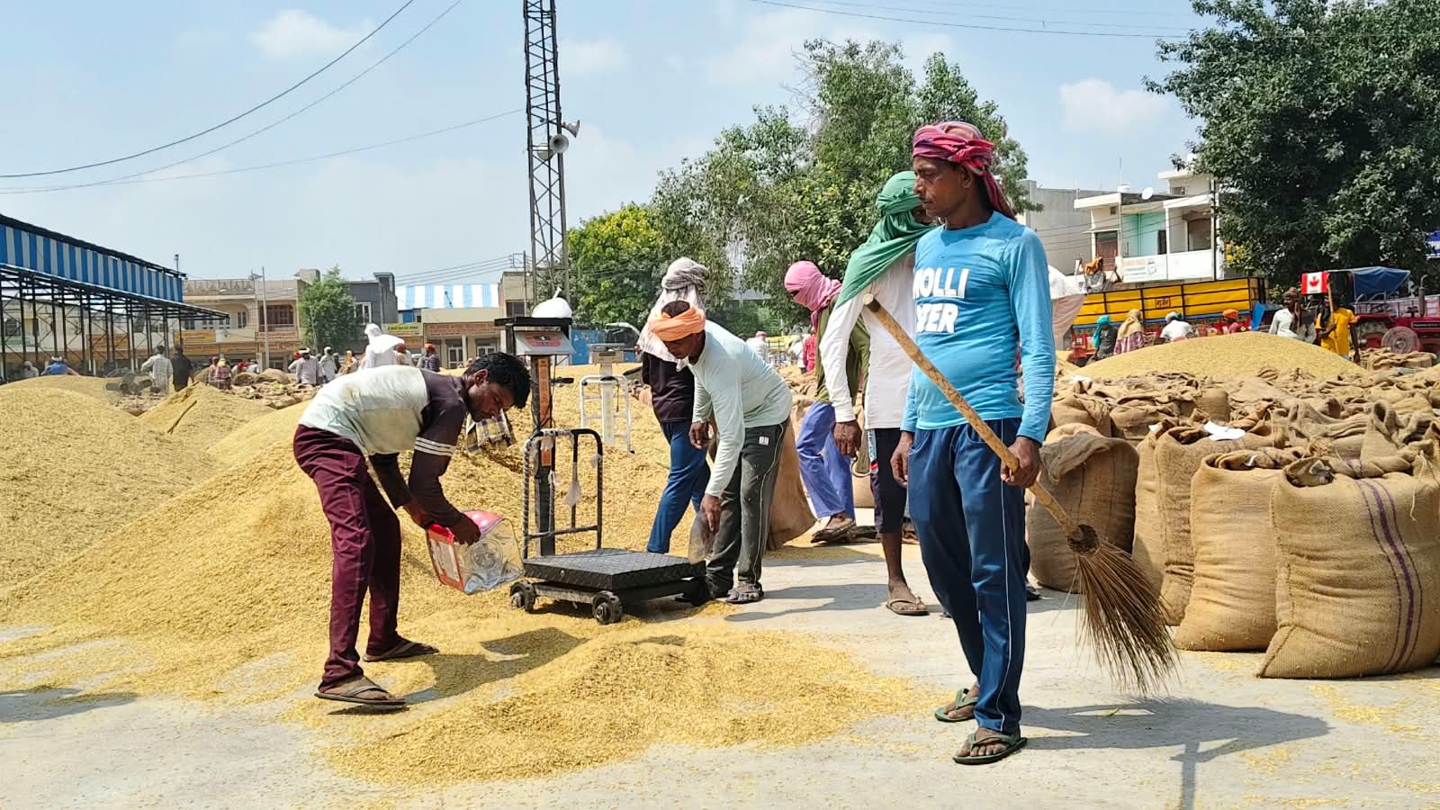 नई अनाज मंडी में धान की तुलाई करते हुए मजदूर। संवाद नई अनाज मंडी में धान की तुलाई करते हुए मजदूर। संवाद