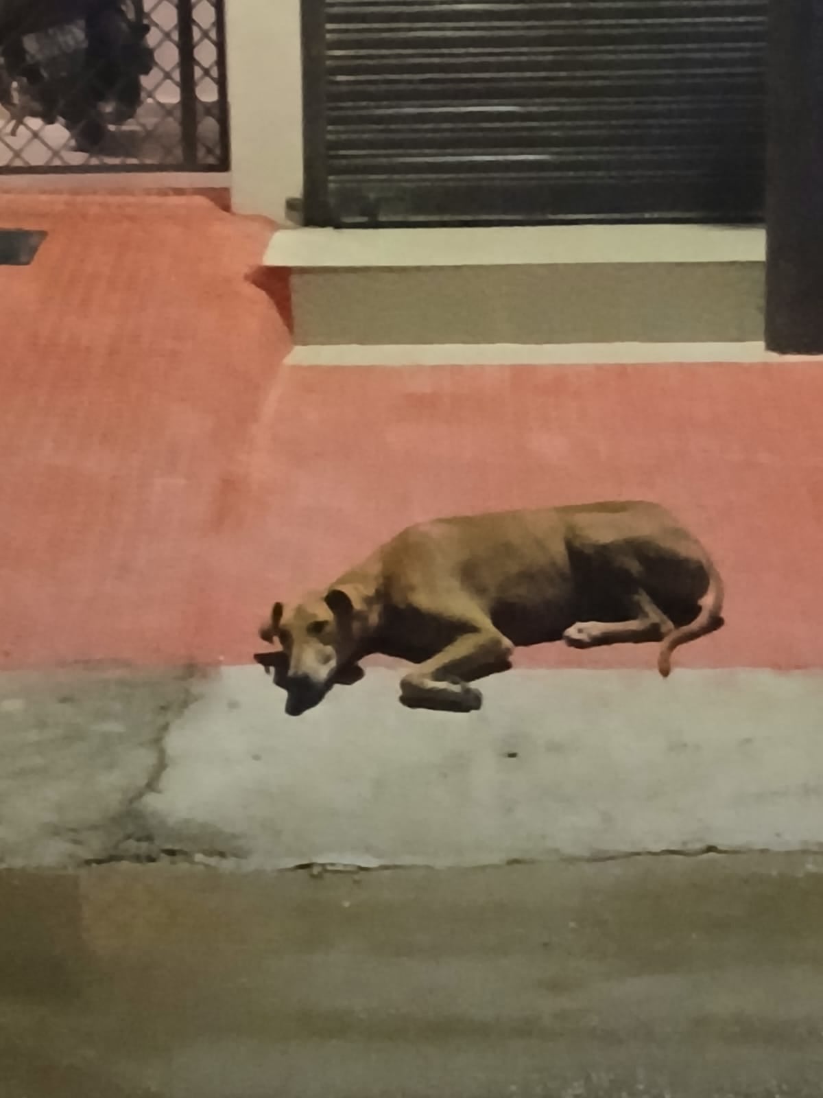 शहर के अलग-अलग इलाकों में कुत्ते।