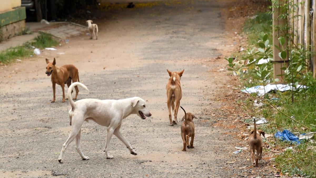 शहर के अलग-अलग इलाकों में कुत्ते।