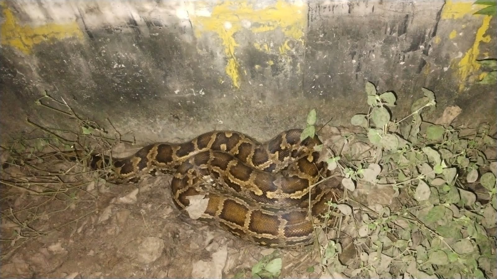 मुकारोपुर के पास अजगर का रेस्क्यू करती वन्य प्राणी विभाग की टीम। विभाग मुकारोपुर के पास अजगर का रेस्क्यू करती वन्य प्राणी विभाग की टीम। विभाग