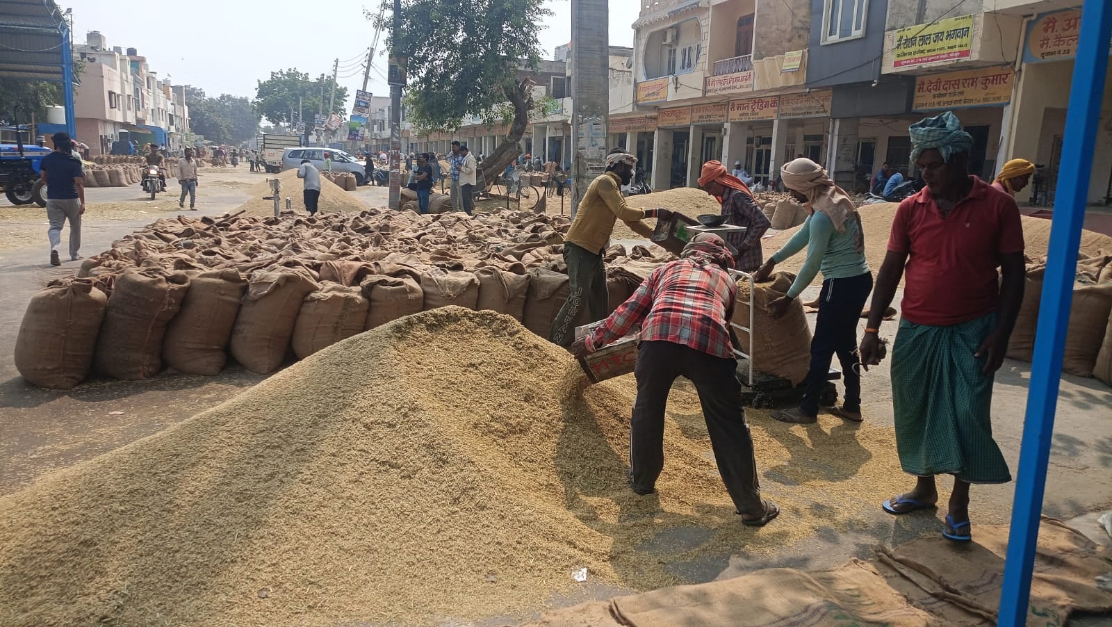 1509 धान की तुलाई करते हुए किसान। संवाद 1509 धान की तुलाई करते हुए किसान। संवाद