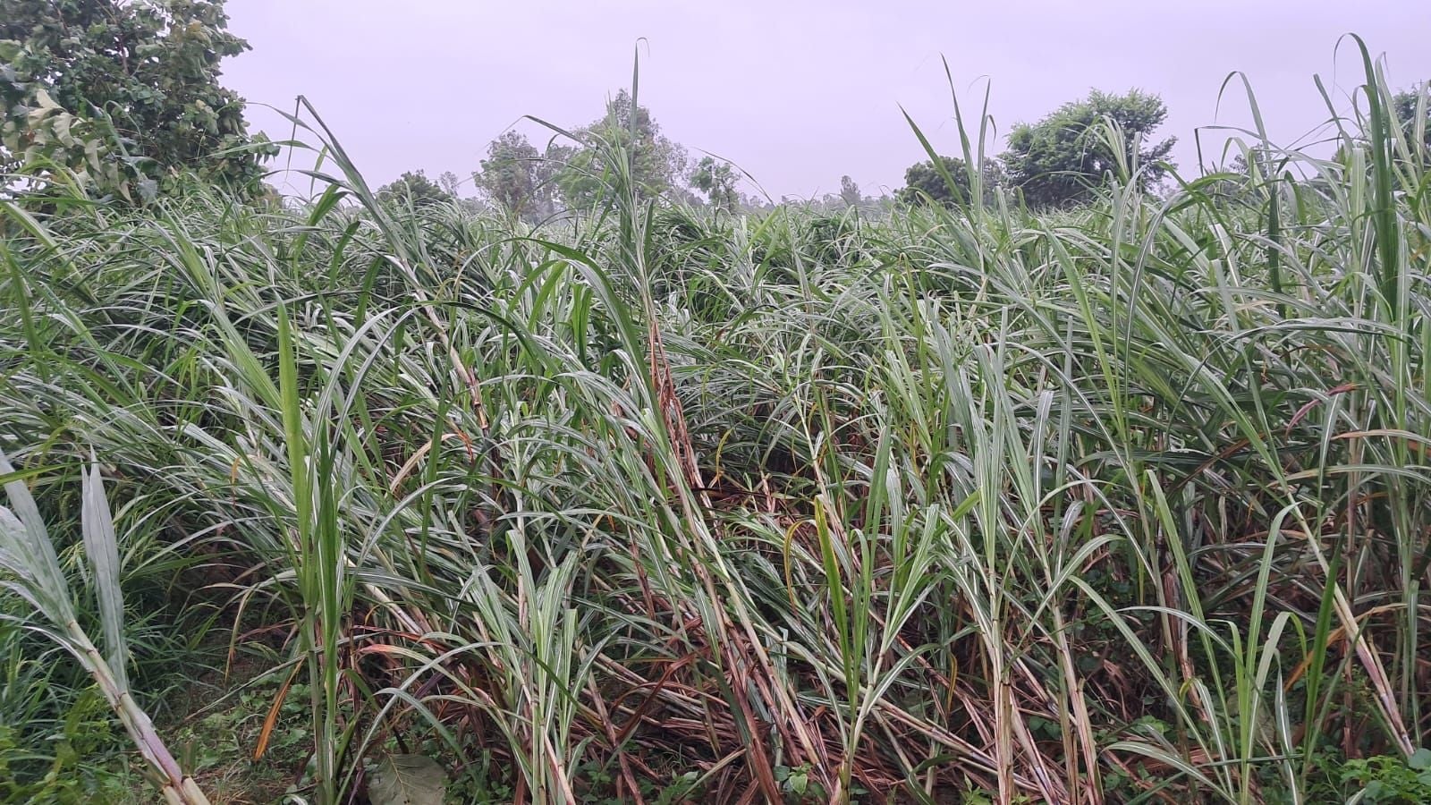 बारिश में गिरे पेड़, शहर में हुआ जलभराव और खेतों में गिरीं फसलें। संवाद
