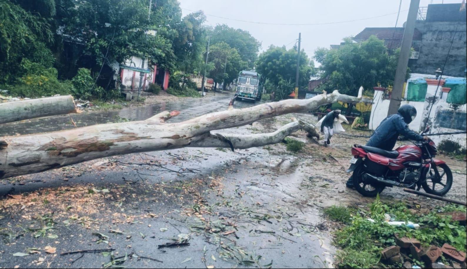 बारिश में गिरे पेड़, शहर में हुआ जलभराव और खेतों में गिरीं फसलें। संवाद