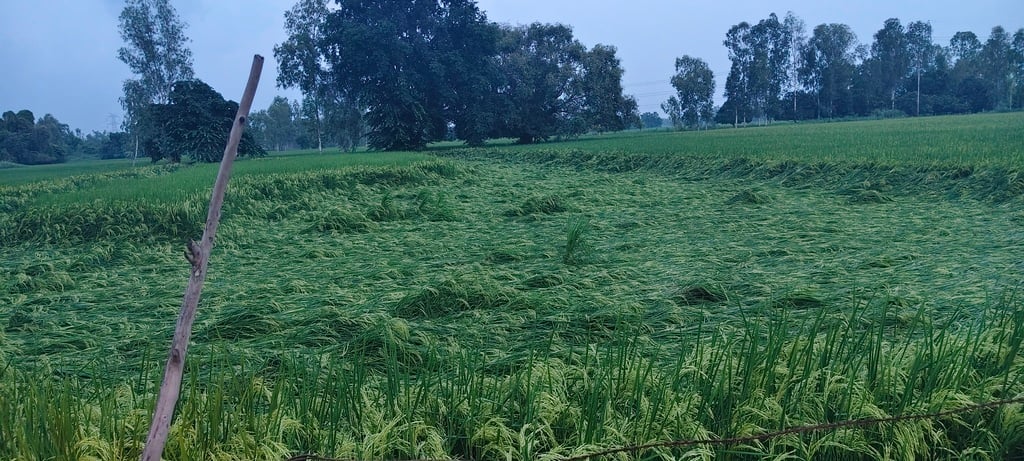 बारिश से खेतों में गिरी धान की फसल।