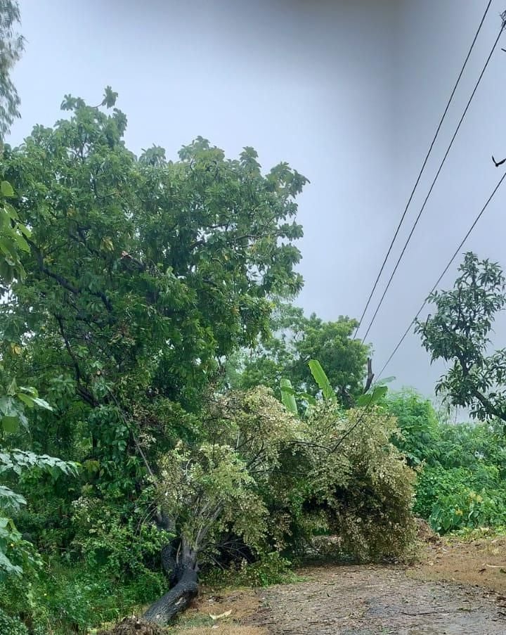 बारिश व तेज हवा से बिजली की लाइन व खंभों पर गिरे पेड़ और खामियों को ठीक करते कर्मचारी। संवाद बारिश व तेज हवा से बिजली की लाइन व खंभों पर गिरे पेड़ और खामियों को ठीक करते कर्मचारी। संवाद