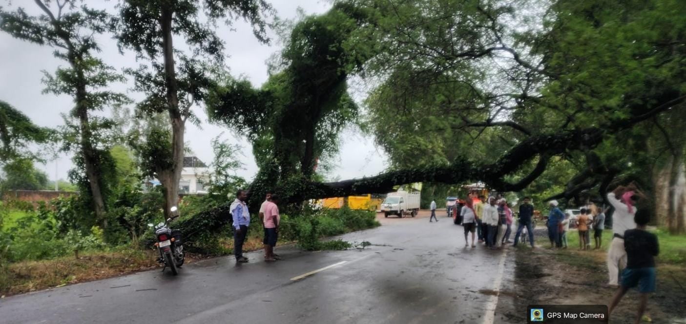 जलालपुर क्षेत्र में गिरी धान की बाली अवस्था वाली फसल। संवाद जलालपुर क्षेत्र में गिरी धान की बाली अवस्था वाली फसल। संवाद