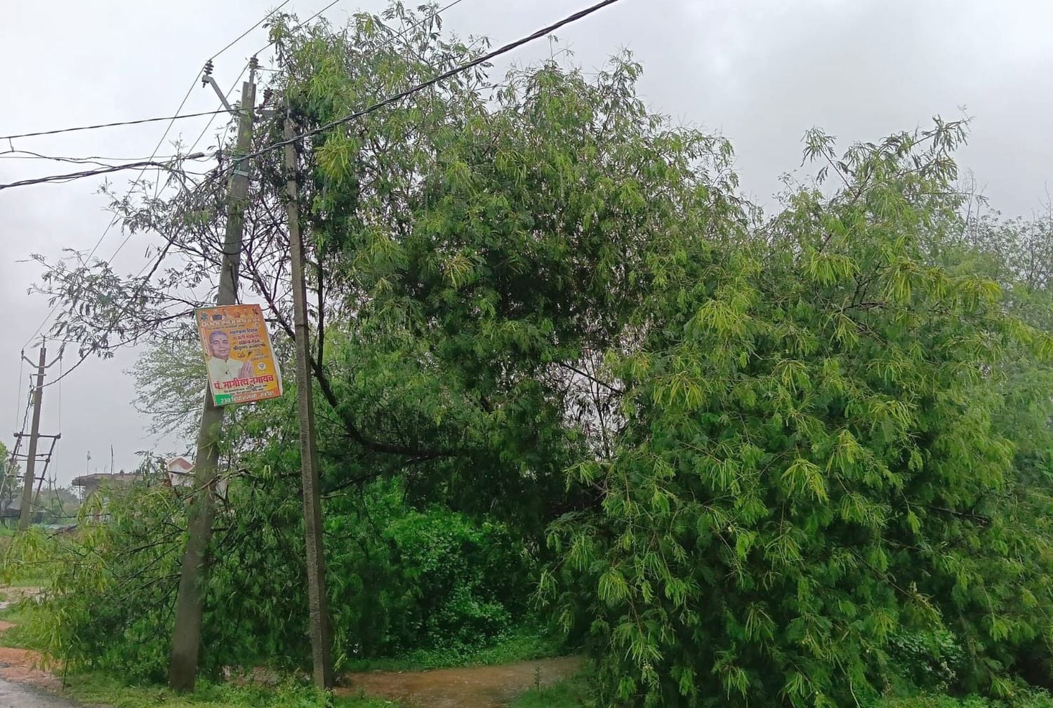 फोटो 26 एमएएचपी 26 परिचय-कस्बा कुलपहाड़ में आंधी-बारिश से बिजली खंभे पर टूटकर गिरा पेड़। संवाद