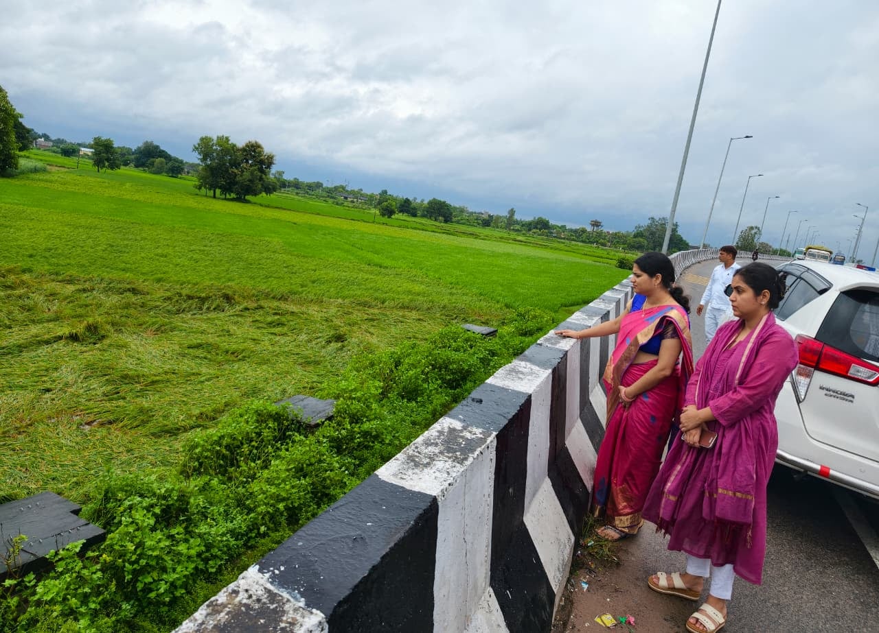 जलालपुर क्षेत्र में गिरी धान की फसल। संवाद जलालपुर क्षेत्र में गिरी धान की फसल। संवाद