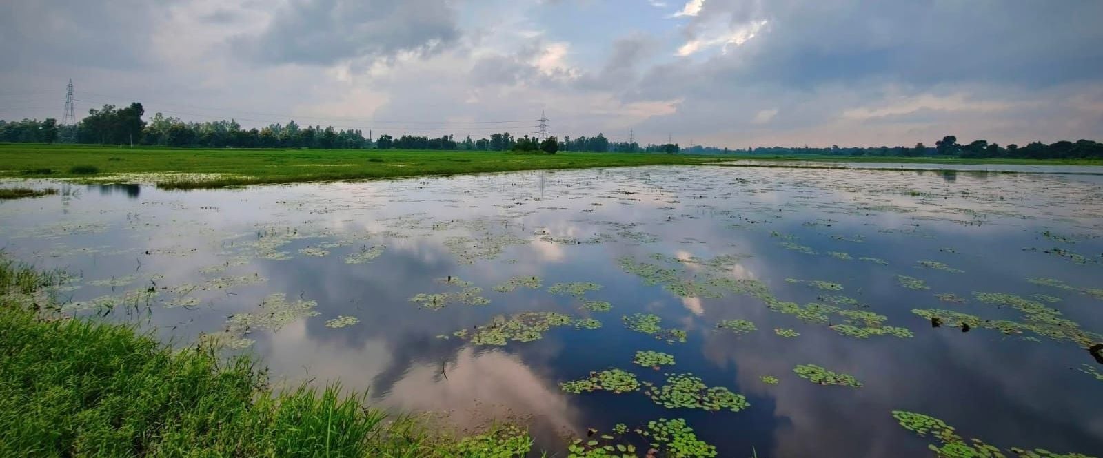 रसौली की झील में अठखेलियां करते सारस। रसौली की झील में अठखेलियां करते सारस।