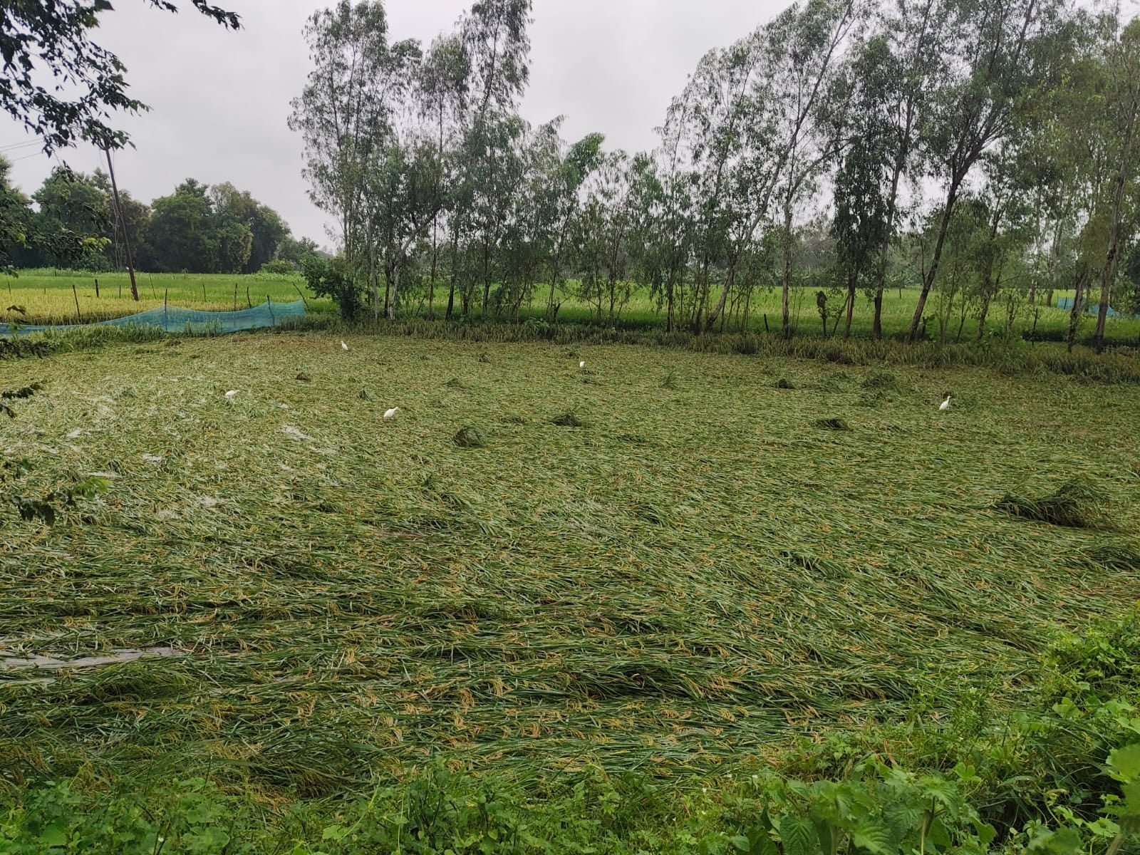  सिद्धौर क्षेत्र में बारिश के चलते खेतों में गिरी धान की फसल। 