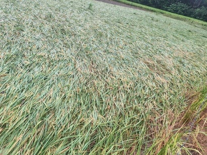  सिद्धौर क्षेत्र में बारिश के चलते खेतों में गिरी धान की फसल। 