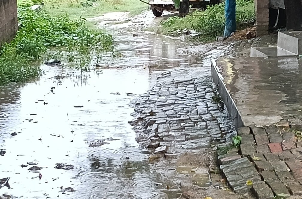  सिद्धौर क्षेत्र में बारिश के चलते खेतों में गिरी धान की फसल। 