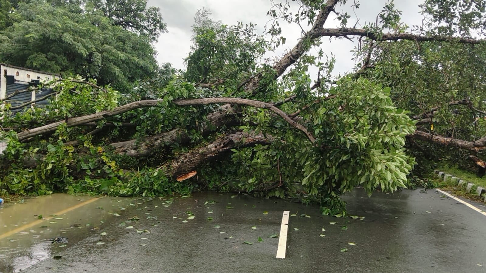  टांडा के खासपुर जहांगीरगंज गांव में लल्लू वर्मा की गोशाला पर गिरा पेड़। संवाद