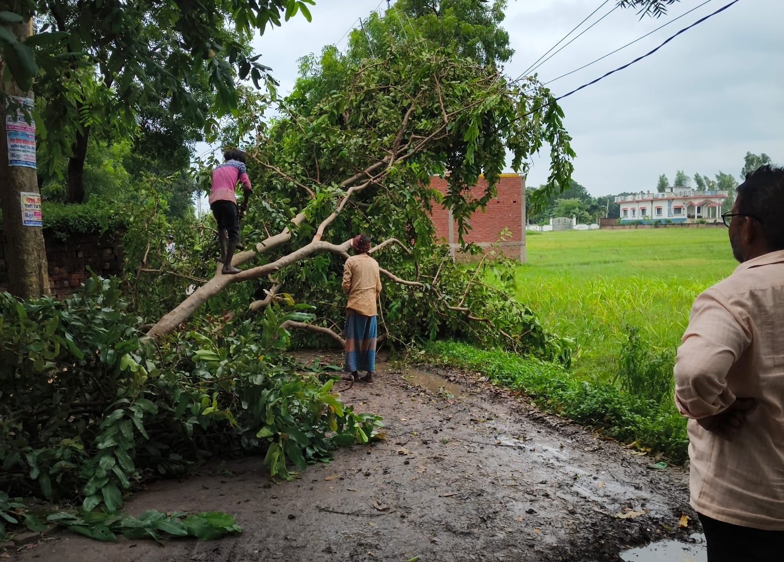 आंधी-बारिश में गिरा पेड़ और बिजली का खंभा। संवाद आंधी-बारिश में गिरा पेड़ और बिजली का खंभा। संवाद