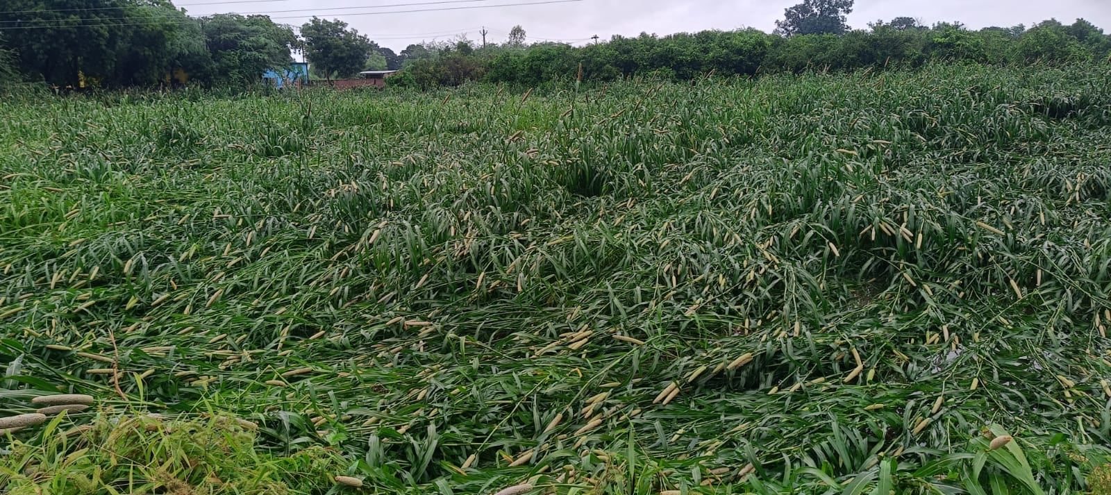अछल्दा के डुहल्ला गांव में गिरा पड़ा पेड़। संवाद अछल्दा के डुहल्ला गांव में गिरा पड़ा पेड़। संवाद