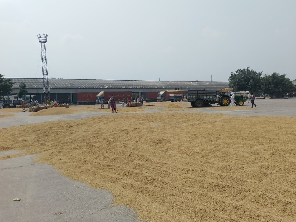 अनाजमंडी परिसर में उगी घास व पसरा कचरा। अनाजमंडी परिसर में उगी घास व पसरा कचरा।