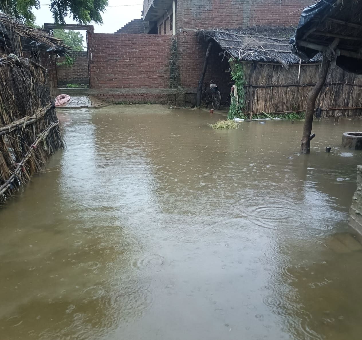 बाढ़ के पानी से भरे खेत में बारिश से गिरी धान की फसल। संवाद बाढ़ के पानी से भरे खेत में बारिश से गिरी धान की फसल। संवाद