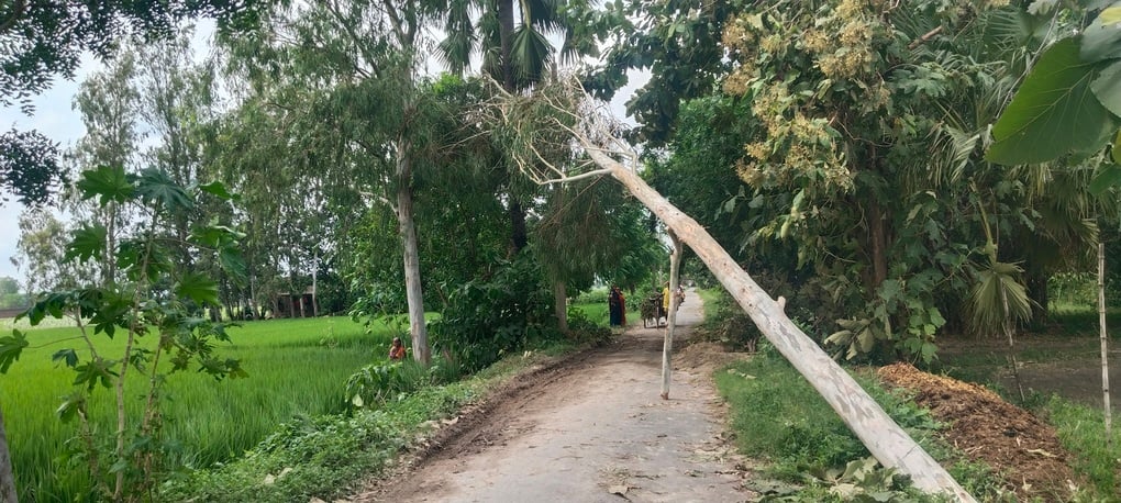 डीएम आवास के सामने काटा जा रहा बारिश में गिरा पेड़। संवाद