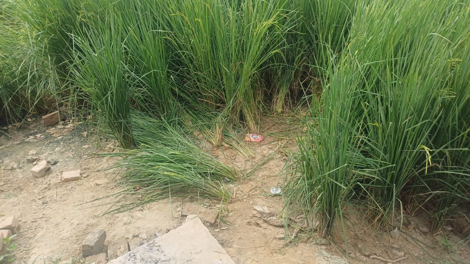 फोटो :: सोनीपत के गांव रहमाणा में खेत में बना कमरा जहां दंपती परिवार सहित रहता था। संवाद
