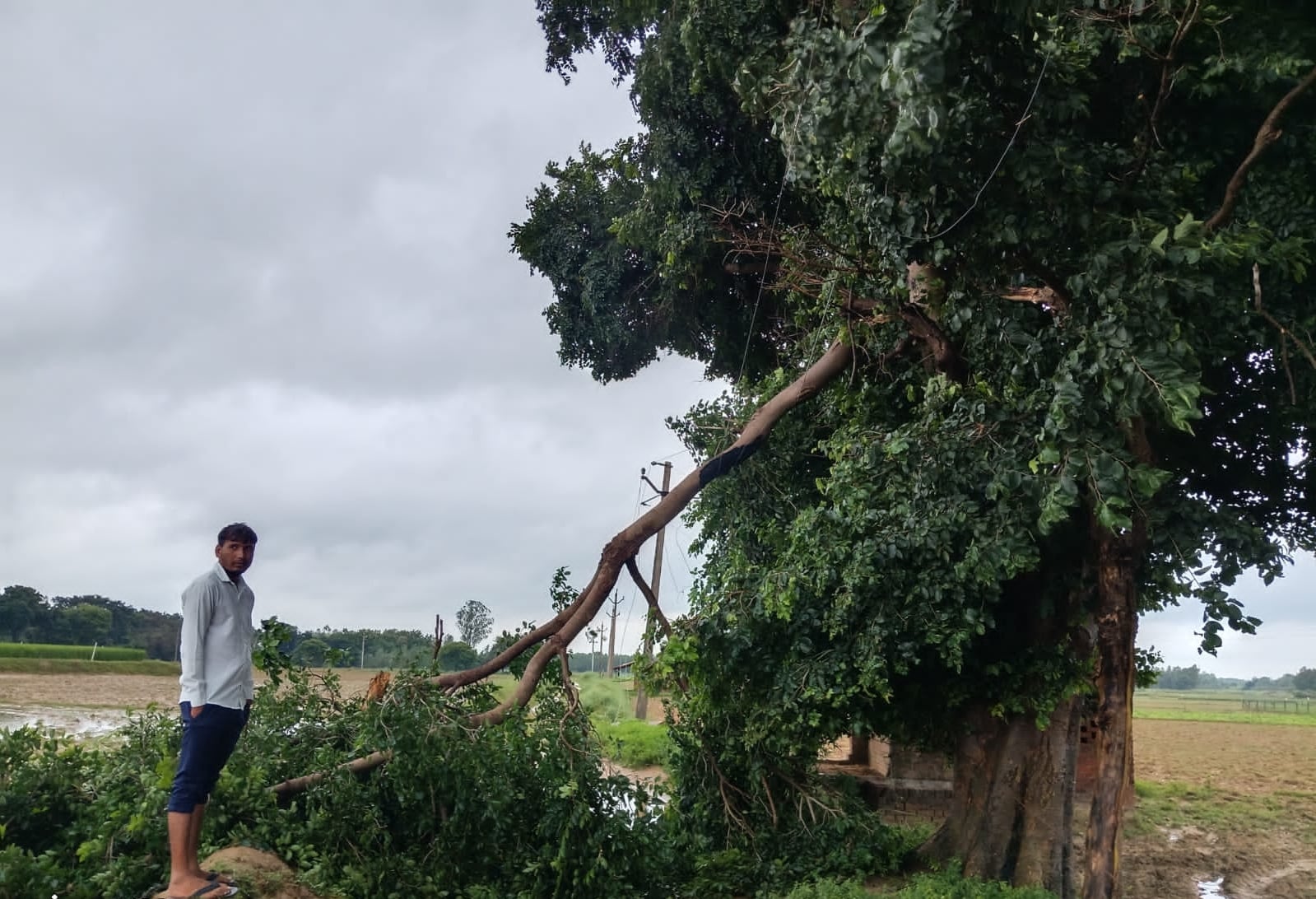 कई जगह बिजली लाइन पर पेड़ गिरने से आपूर्ति प्रभावित हुई। कई जगह बिजली लाइन पर पेड़ गिरने से आपूर्ति प्रभावित हुई।