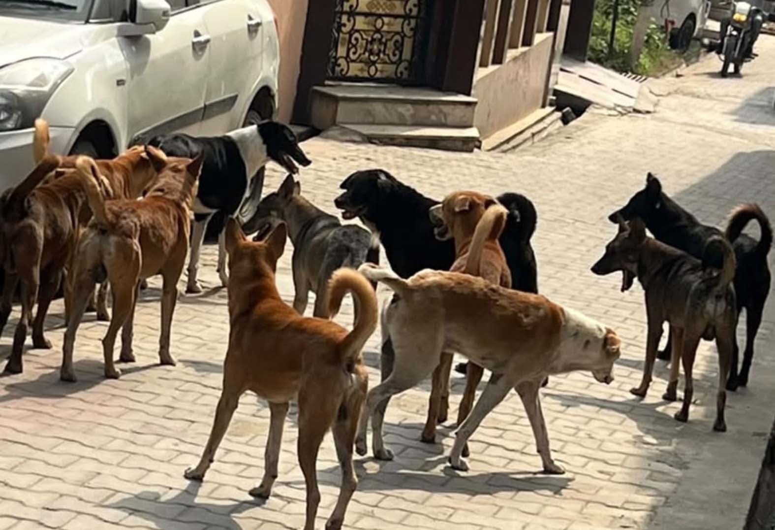 खस्ता हालत में साढौरा में बनाया गया डॉग शेल्टर। संवाद
