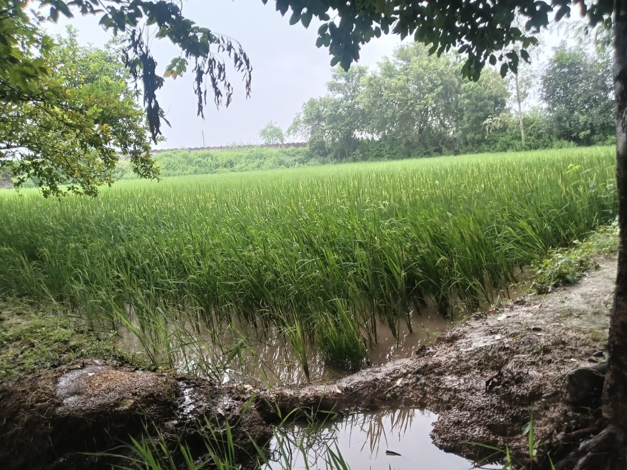 खेतों में पानी भरने से खराब हुई धान की फसल।