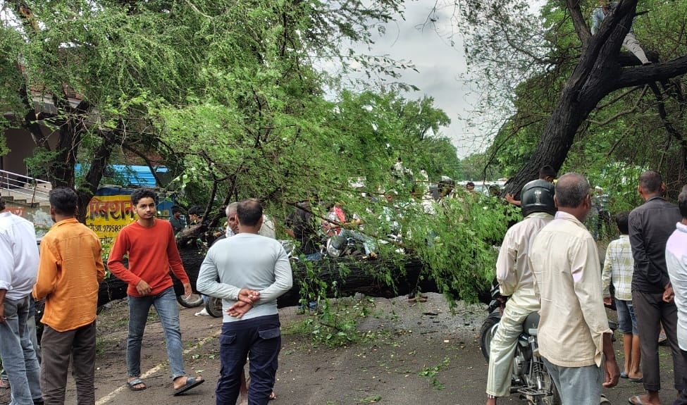 महाराजगंज से बिलरियागंज मार्ग पर गिरा पेड़। संवाद
