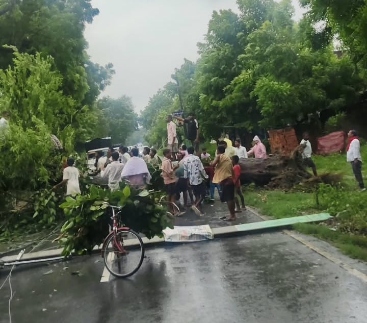 महाराजगंज से बिलरियागंज मार्ग पर गिरा पेड़। संवाद