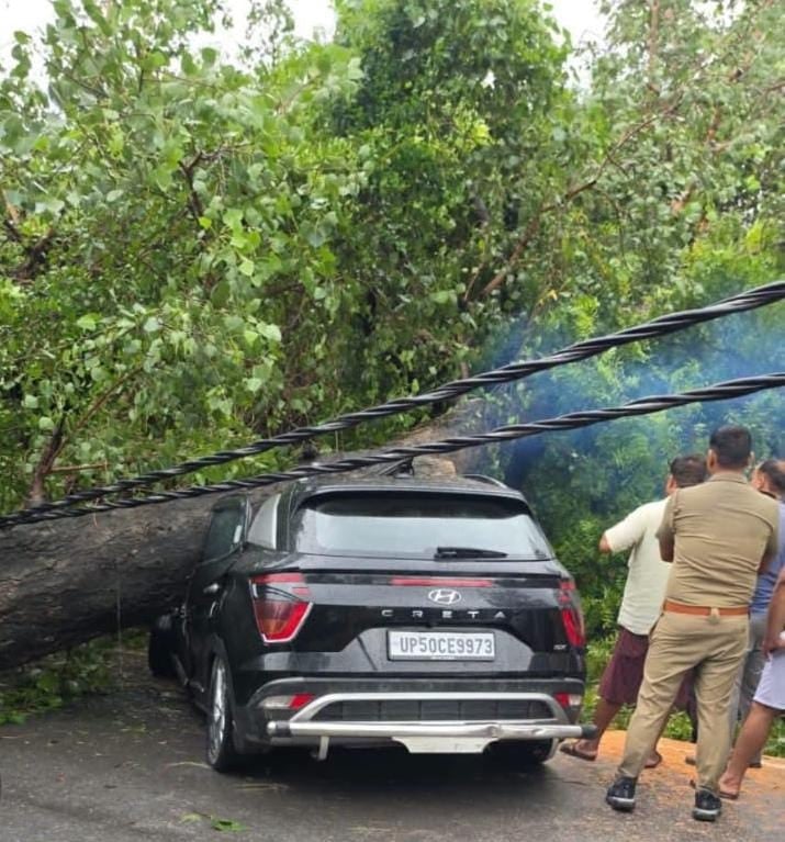 महाराजगंज से बिलरियागंज मार्ग पर गिरा पेड़। संवाद