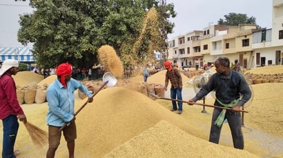 नई अनाजमंडी कैथल में धान की सफाई करते मजूदर। संवाद नई अनाजमंडी कैथल में धान की सफाई करते मजूदर। संवाद