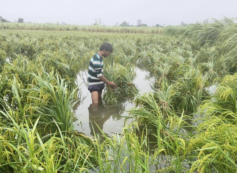 रामू मुखिया के खेत में लगी धान की गिरी फसल। संवाद