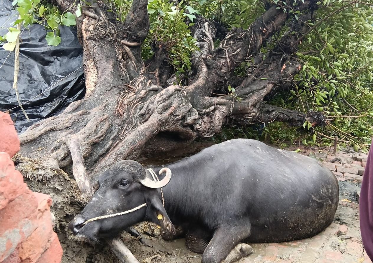 अलापुर के प्राथमिक विद्यालय नवीन में जलभराव। संवाद