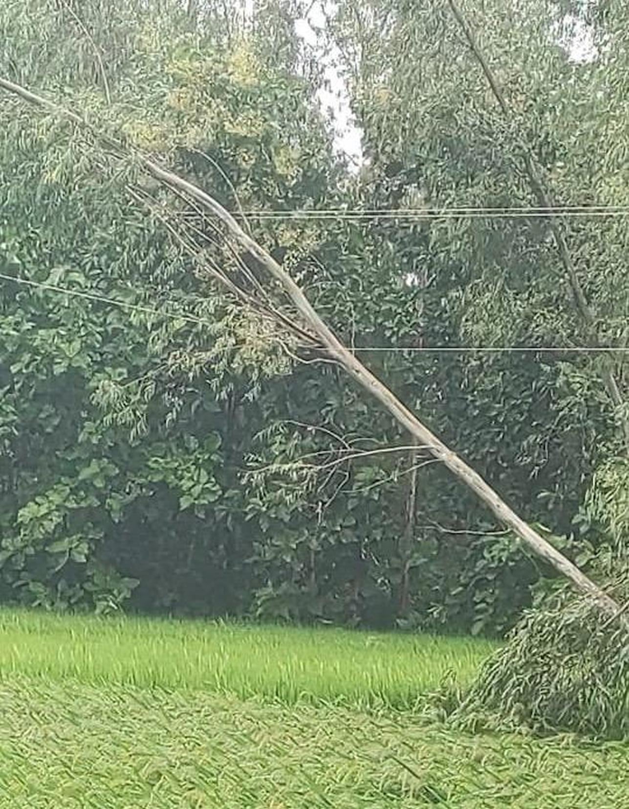 बारिश व तेज हवा से टूटे खंभे और तार। बारिश व तेज हवा से टूटे खंभे और तार।